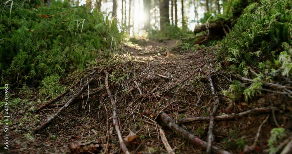 Broken branches and cones littering the ground in woodland in a low angle view past lush greenery to sunlight in the distance Broken branches and cones littering the ground in woodland in a low angle view past lush greenery to sunlight in the distance