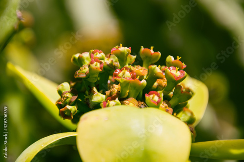 Santalum sp pertenece a la familia Santalaceae photo