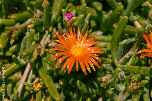 Lampranthus espectabilis pertenecientes a la familia Aizoaceae photo