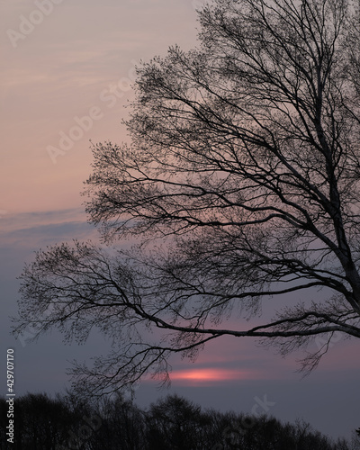 日の出と木のシルエット(Sunrise and tree silhouette)