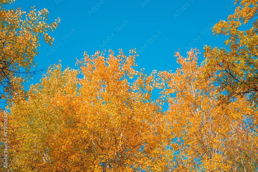 colorful yellow and orange autumn leaves