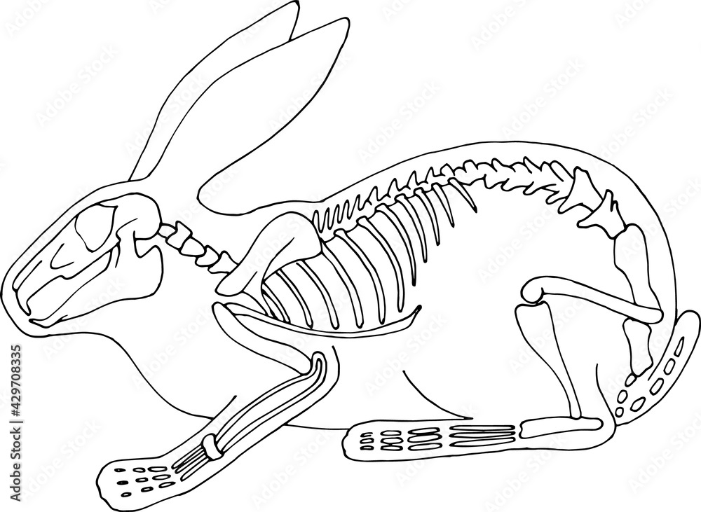 Hand draw skeleton rabbit. Digital doodle. Animal skull,bones Stock Vector  | Adobe Stock