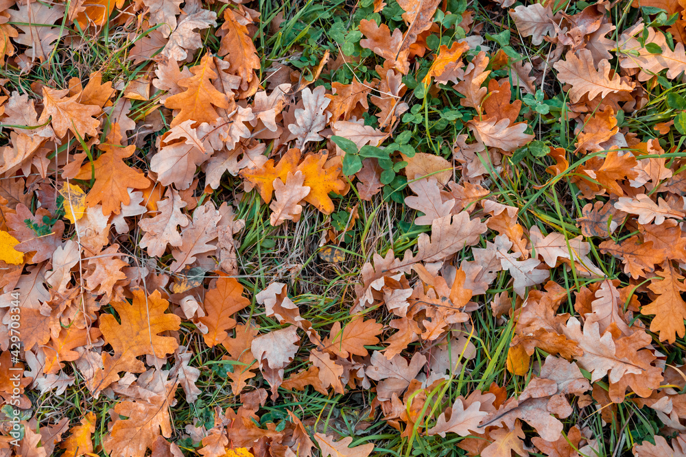 Fallen oak autumn leaves in a forest clearing