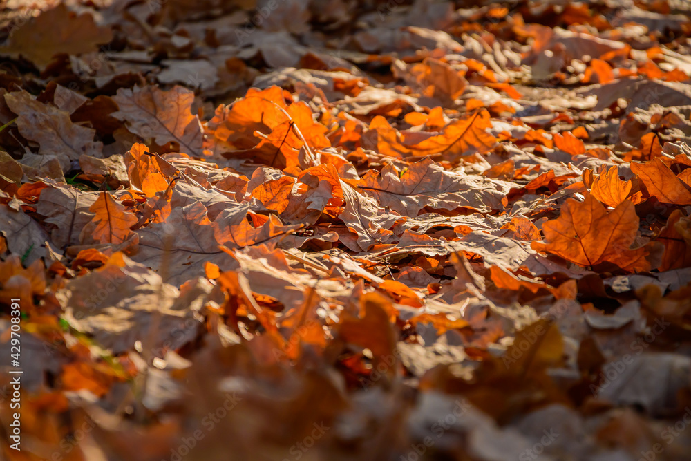 Fallen oak autumn leaves in a forest clearing