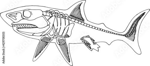 Hand draw skeleton shark. Digital doodle. Animal skull,bones