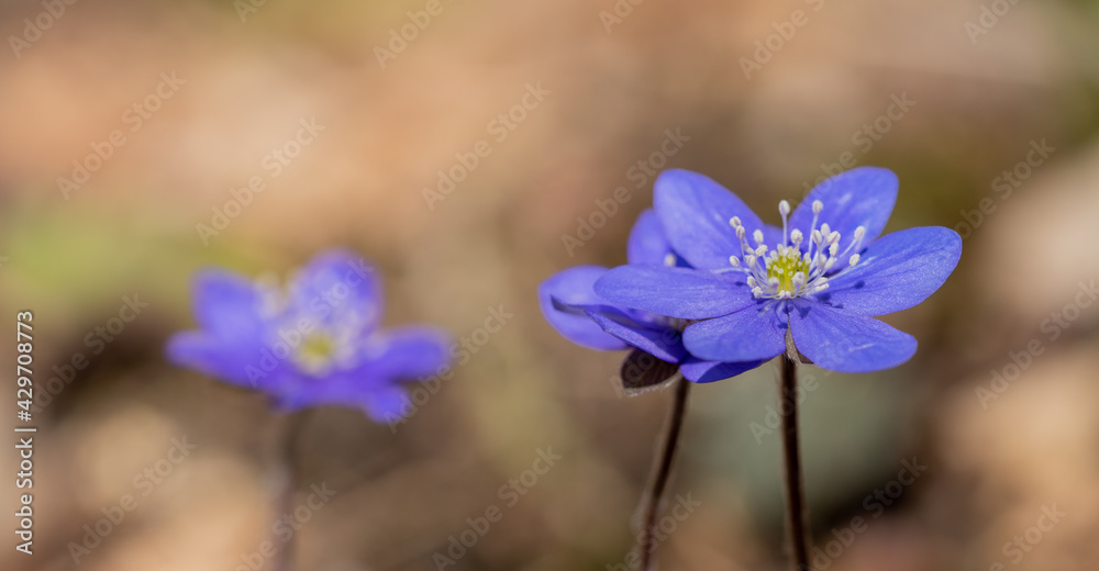 Anemone hepatica ( Hepatica nobilis), the common hepatica, liverwort, idneywort or pennywort, a species of flowering plant in the buttercup family Ranunculaceae Anemone hepatica ( Hepatica nobilis), the common hepatica, liverwort, idneywort or pennywort, a species of flowering plant in the buttercup family Ranunculaceae