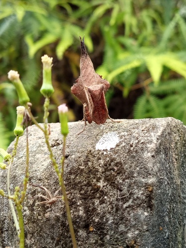 lizard on a tree