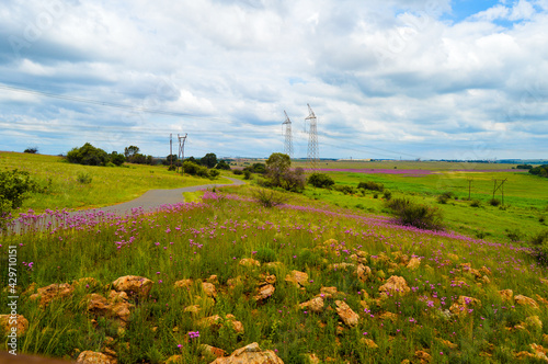 Beautiful Rietvlei nature reserve near Pretoria and Centurion lined with purple pompom weeds (Campuloclinium macrocephalum)root system photo