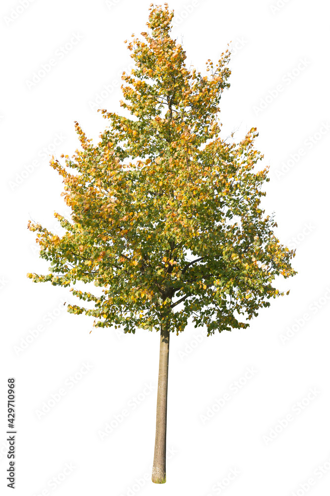 Maple tree, yellow leafed tree during fall season, isolated on white background