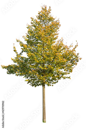 Deciduous tree, maple tree cutout, autumn color leafed tree