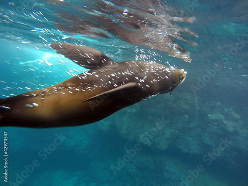 Galápagos fur seal (Arctocephalus galapagoensis) swimming in a grotto in Puerto Egas, Santiago Island, Galapagos, Ecuador photo