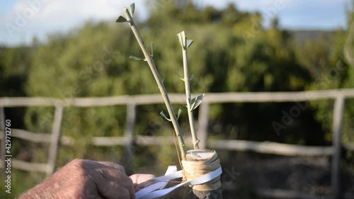 the expert hands of a farmer make a graft in spring on an olive tree in Tuscany