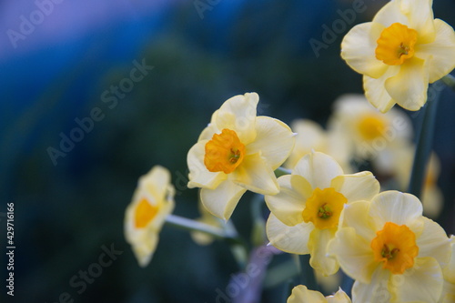 Bouquet of Narcissus, blooming spring bulb plant, evening light