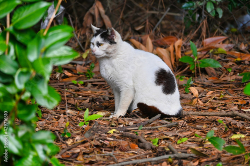 草陰で休んでいる白黒の八割れ猫