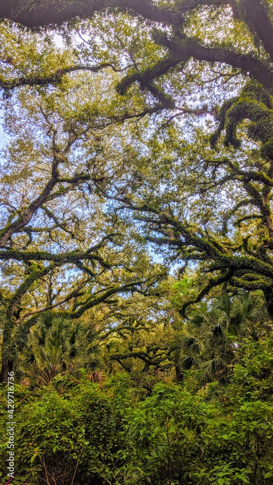 Tree Canopy at Long Key Park, Florida Tree Canopy at Long Key Park, Florida