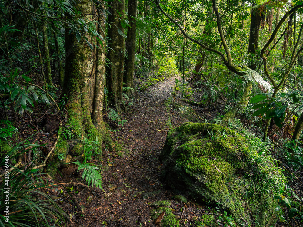 Track Through Rainforest on a Damp Misty Day Track Through Rainforest on a Damp Misty Day