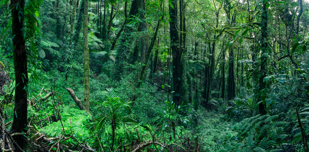 Rainforest Panorama