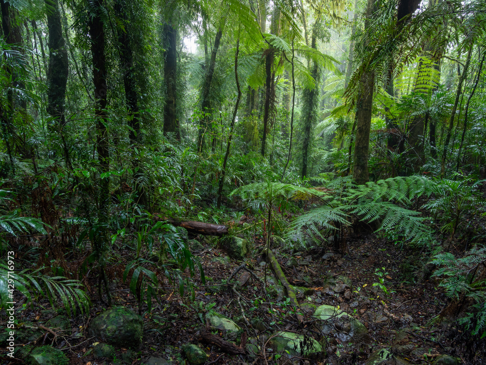 Lush Rainforest on Damp and Misty Day