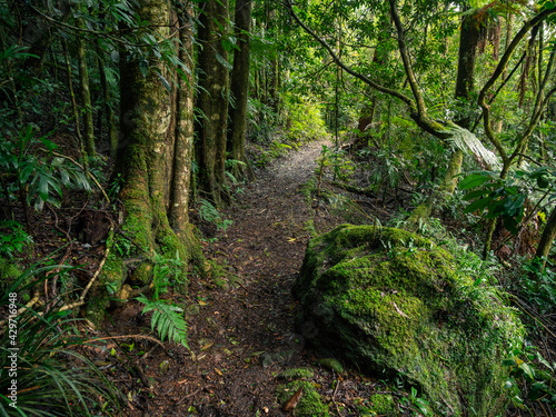 Track Through Rainforest on a Damp Misty Day