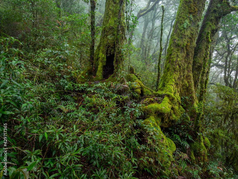 Rainforest Scene with Antarctic Beech Trees Rainforest Scene with Antarctic Beech Trees
