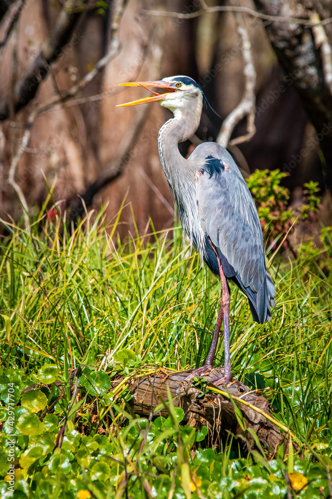 Cute great blue heron standing in the swamp Cute great blue heron standing in the swamp