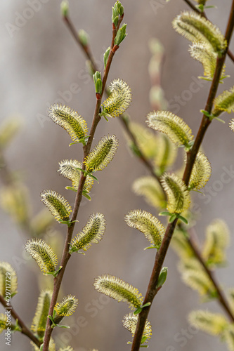 close up of the tiny spiky salix plants under the sun in the park