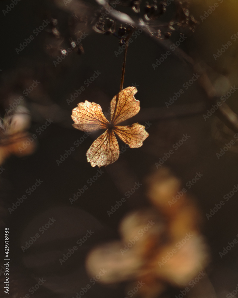 Fall Flower Fall Flower