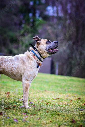 Dog waiting for ball to be thrown