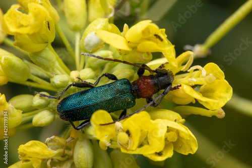 Soft-wing flower beetle on a yellow blooming flower photo