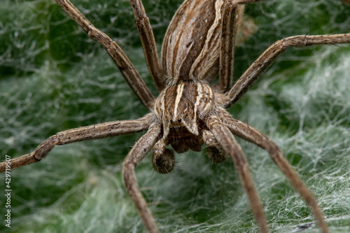 Rabid wolf spider on a green leaf covered with spiderweb photo