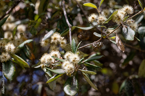 Australian Turpentine Tree in flower photo
