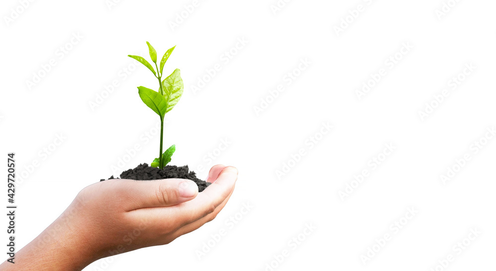 World environment day concept: hand holding small plant isolated on white background World environment day concept: hand holding small plant isolated on white background