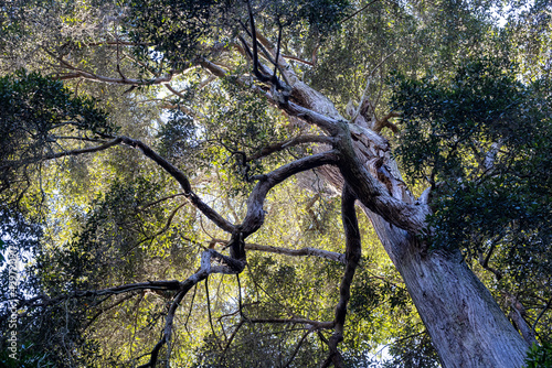 Large Turpentine Tree growing in East Australian rainforest photo
