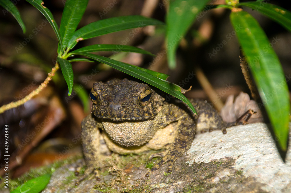 Fototapeta premium Giant jungle toad or River Toad , Asian giant toad (Phrynoidis aspera), wildlife,Thailand
