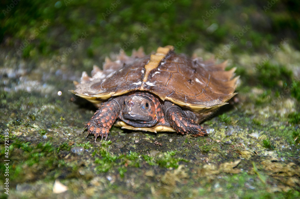 Obraz premium Spiny turtle (Heosemys spinosa) on the rock with green moss.