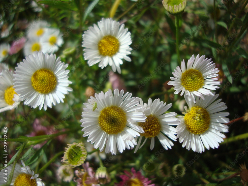 Obraz premium Erigeron, white daisy