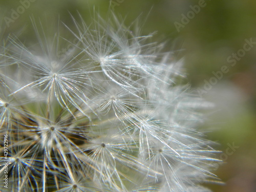 dandelion seed head