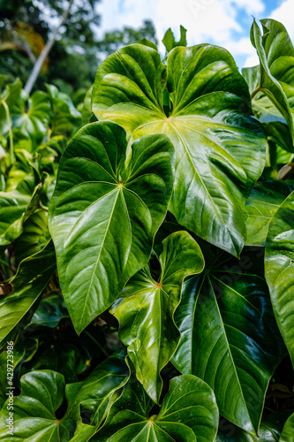 green leaves in the garden