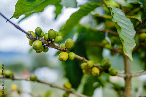 Green coffee bean in coffee tree