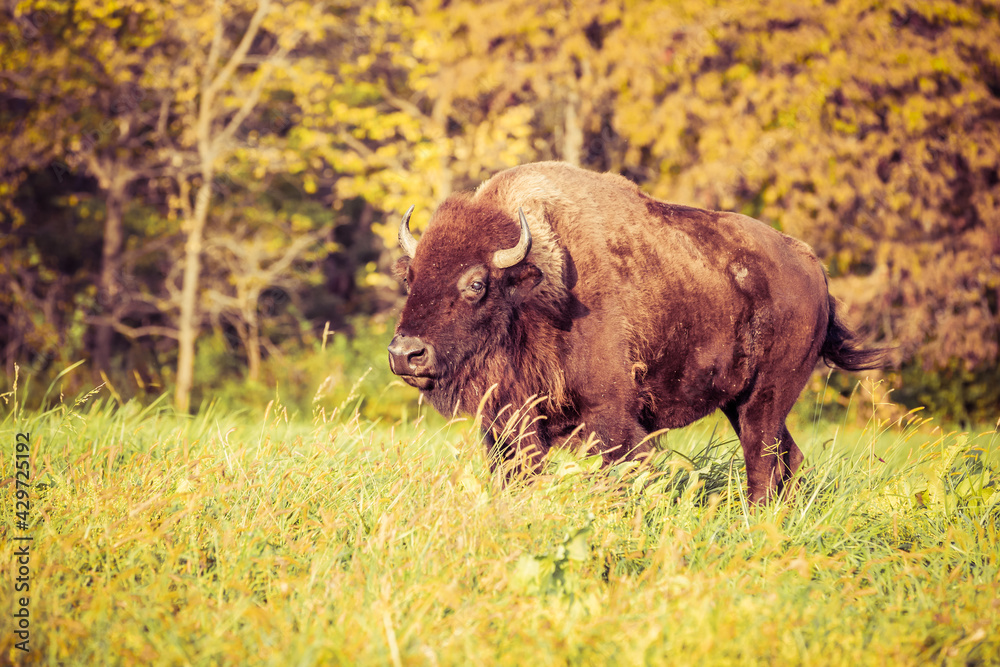 American bison in park American bison in park