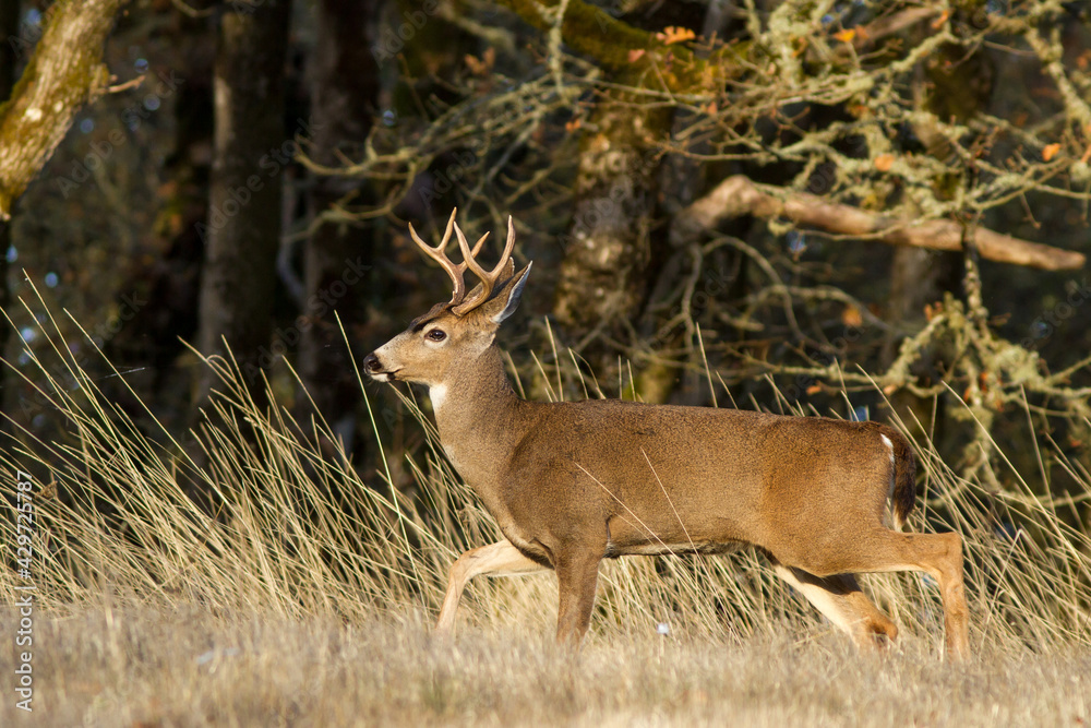 blacktail buck walking edge of an oregon field blacktail buck walking edge of an oregon field