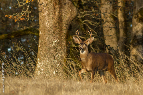 blacktail deer alertly walking in oak trees