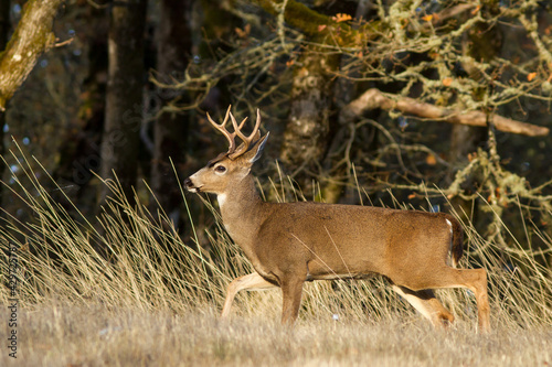 blacktail buck walking edge of an oregon field