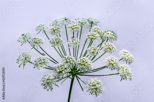 Insects crawling on the umbellate inflorescence of the hemlock, isolated on a light background. White flowers of a growing toxic plant close-up photo