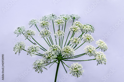Insects crawling on the umbellate inflorescence of the hemlock, isolated on a light background. White flowers of a growing toxic plant close-up
