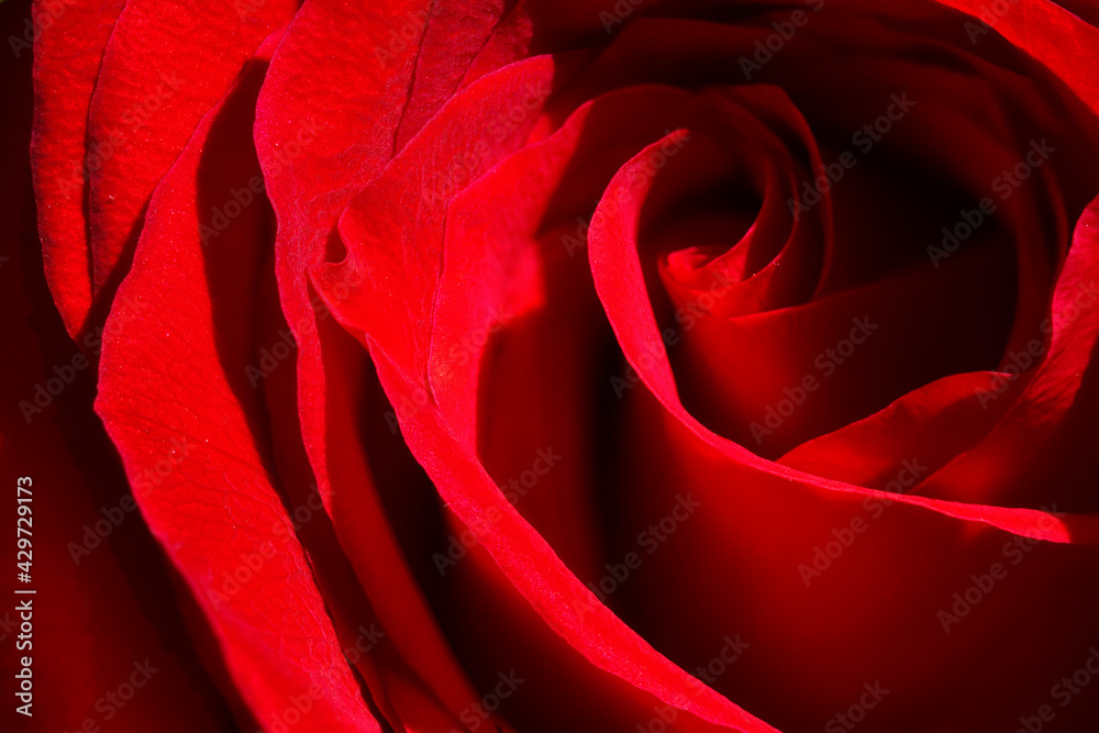 Macro closeup of a red rose Macro closeup of a red rose
