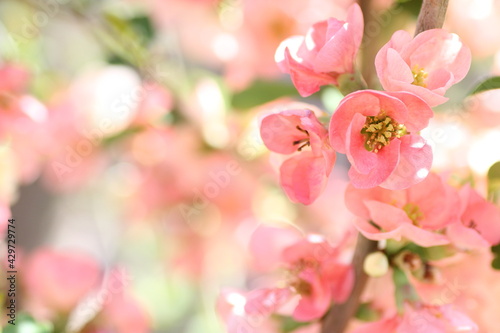 ピンク色のボケの花 © つーたん
