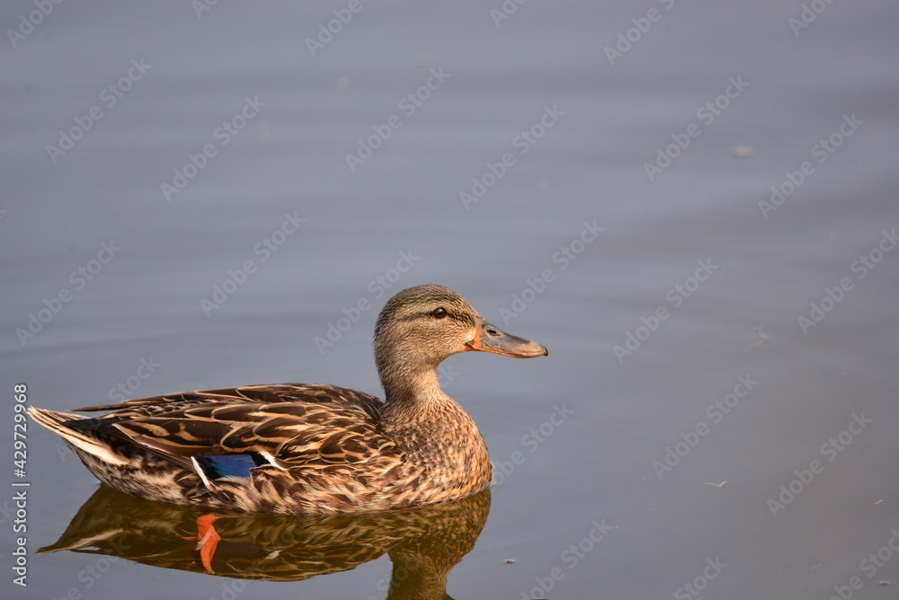 Mallard Ducks in the intertidal zone of Peñasquitos Creek in San Diego, California Mallard Ducks in the intertidal zone of Peñasquitos Creek in San Diego, California
