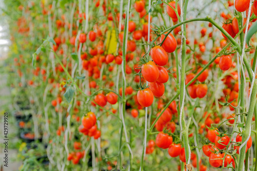 Close up of cherry tomatoes get ripe at the greenhouse