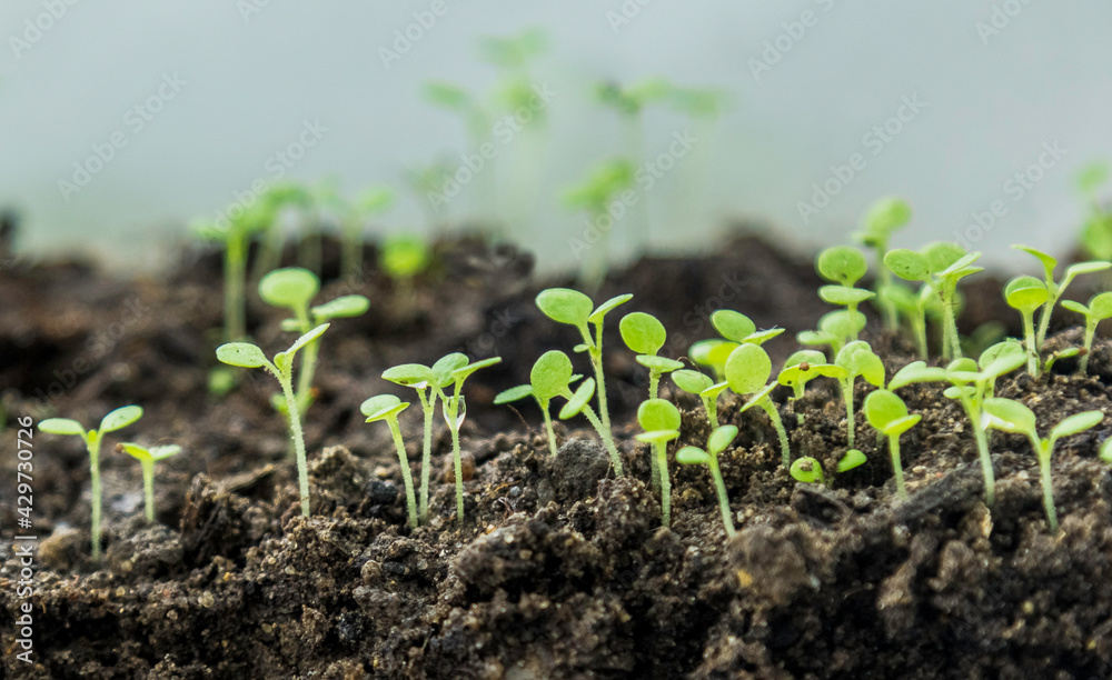 spring. GREEN SPROUTS ON THE GROUND. NEW LIFE spring. GREEN SPROUTS ON THE GROUND. NEW LIFE